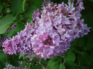 lilacs